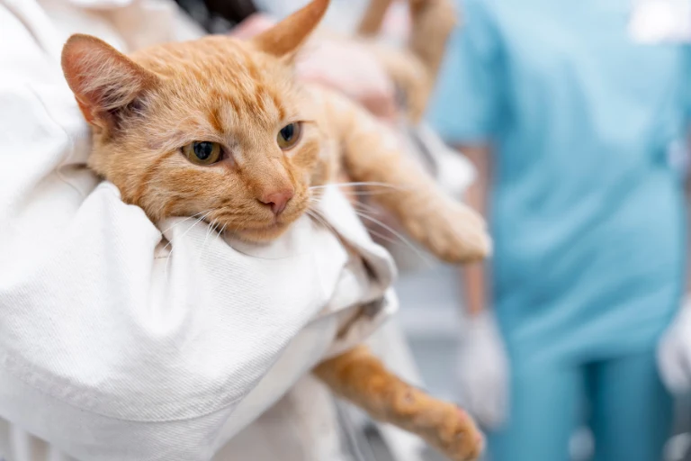 A ginger cat resting in a person's arms, wrapped in a white blanket.