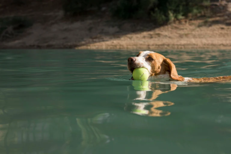 A beagle swimming across still green river water with a tennis ball in its mouth.