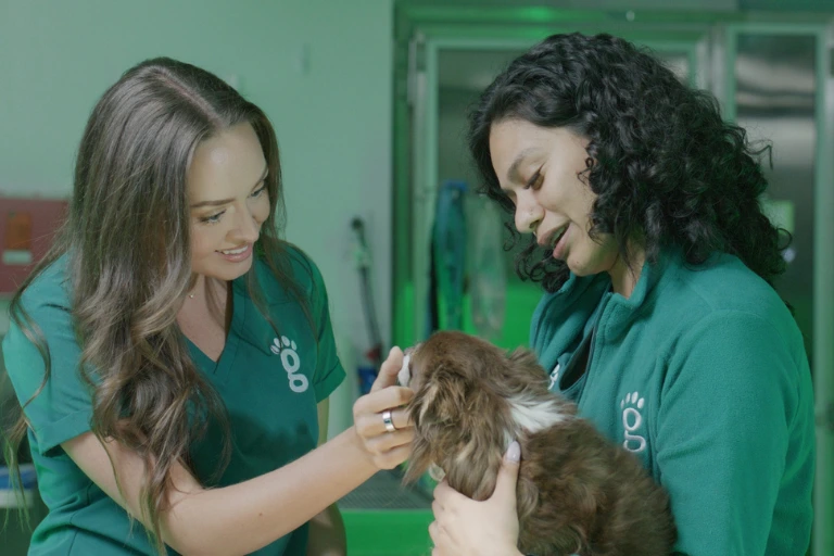 Two veterinary team members in green scrubs examining a small fluffy brown dog in a treatment room.