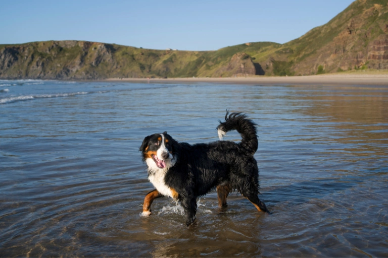 A dog wading through shallow water at a beach, with cliffs and open sea behind.