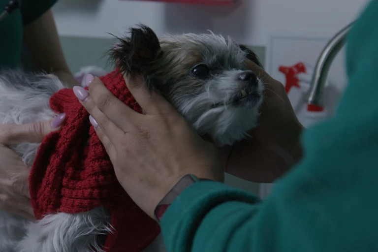A veterinary technician in green scrubs wrapping a small grey and white terrier in a red blanket.