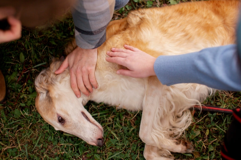 Two people kneeling over a golden retriever lying on the grass, hands pressed to its chest.