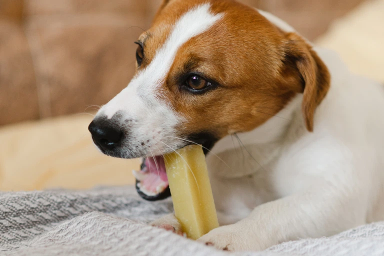A Jack Russell terrier lying on a blanket, chewing a frozen yellow treat.