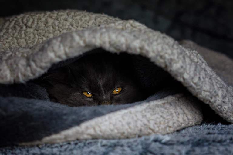 A black cat with amber eyes hiding under a grey fleece blanket.