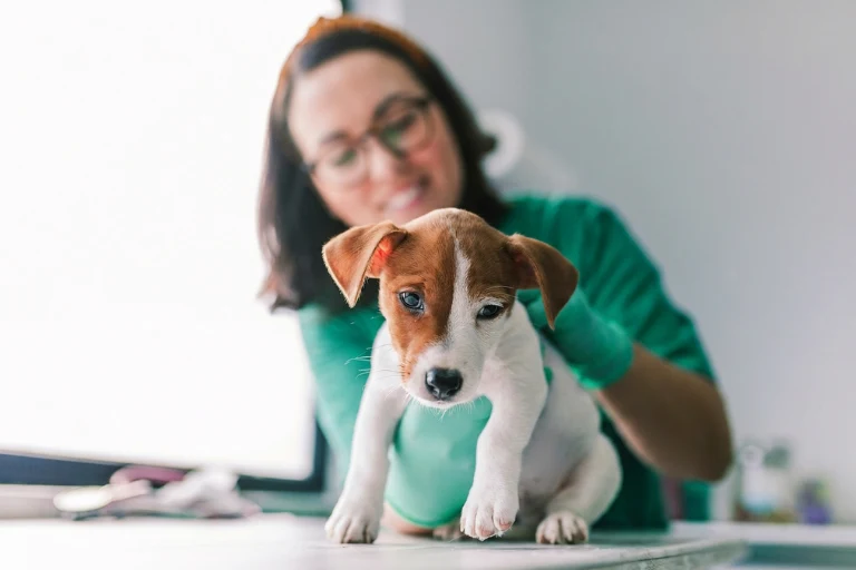 A Jack Russell puppy standing on an exam table with a veterinarian in green scrubs behind it.