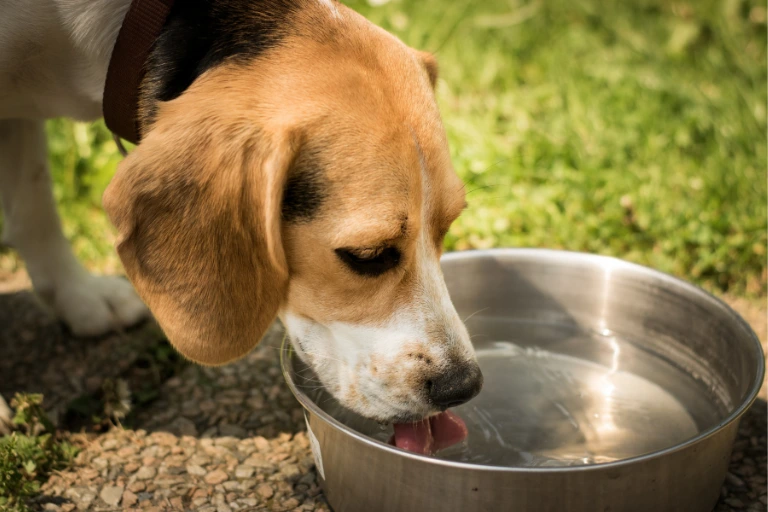 A beagle drinking from a stainless steel water bowl on the grass.