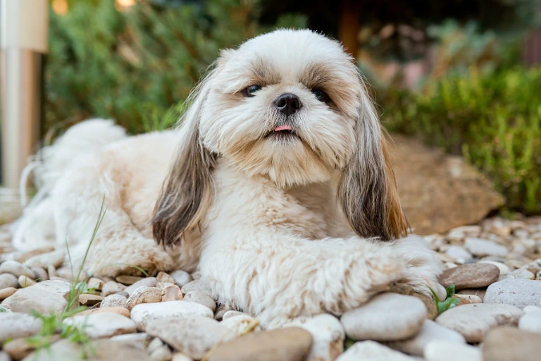 A shih tzu lying on white garden pebbles with its tongue out.