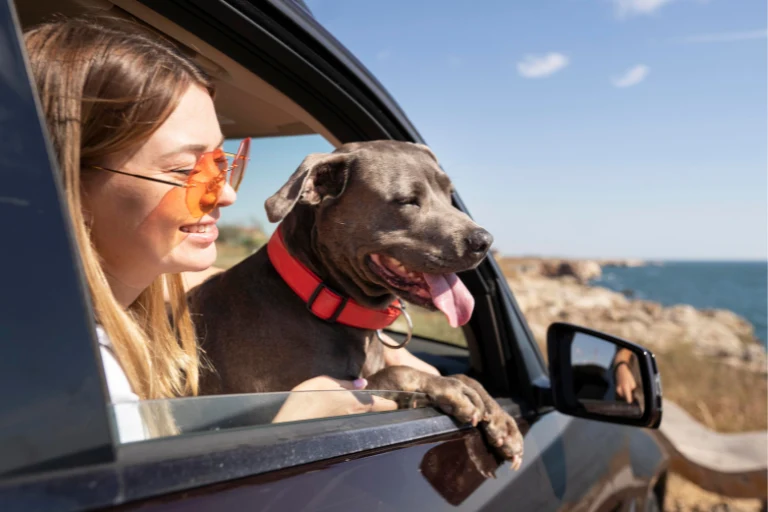 A dog with a red collar leaning out of a car window beside the driver, coastline in the background.