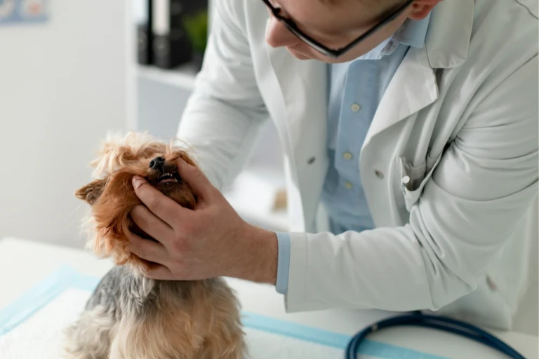 A veterinarian in a white coat lifting a Yorkshire terrier's lip to check its teeth.