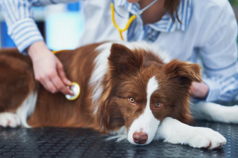A brown and white border collie lying on an exam table while a veterinarian listens with a stethoscope.