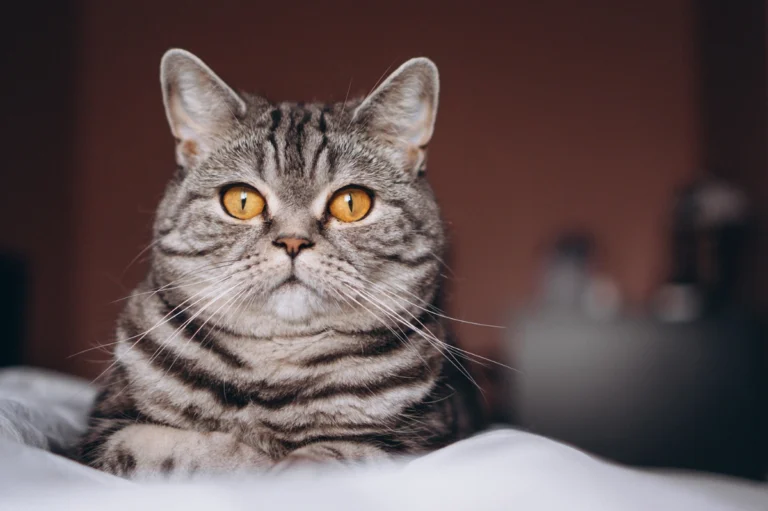 A silver tabby cat with amber eyes lying on a bed.