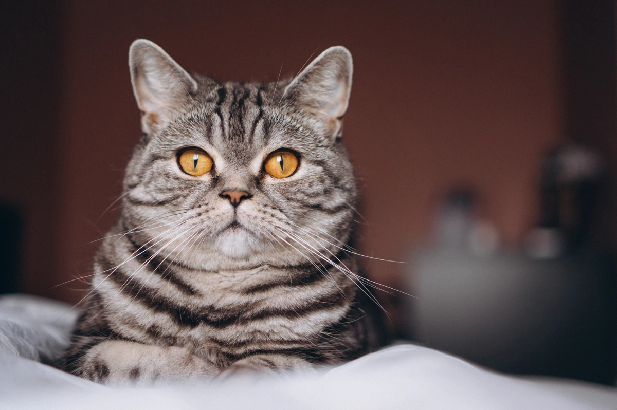 A silver tabby cat with amber eyes lying on a bed.