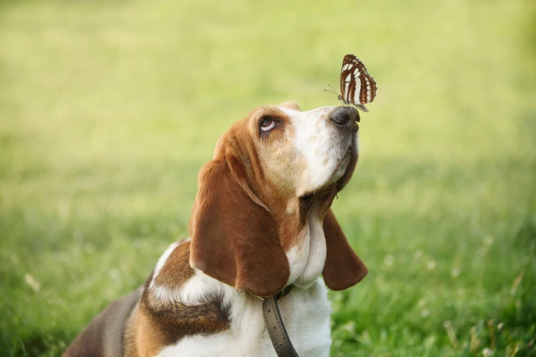 A basset hound sitting on a lawn with a butterfly resting on its nose.