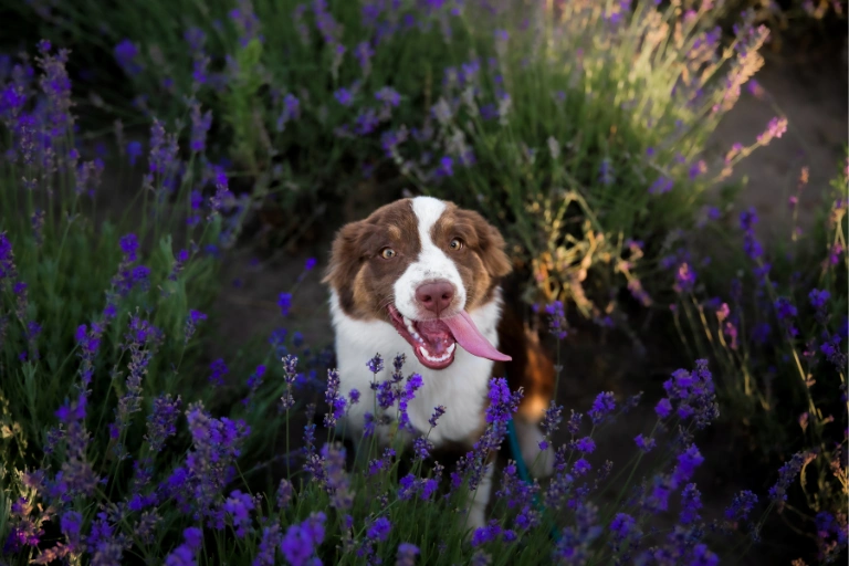 A brown and white spaniel sitting in a field of flowering lavender.