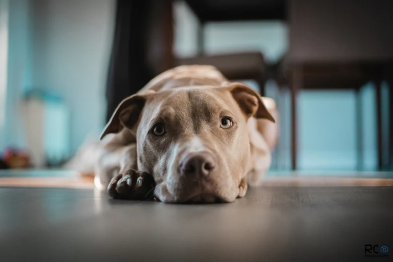 A grey and white pit bull terrier lying indoors with its head resting on its paws.