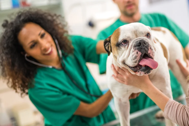 A veterinarian in green scrubs listening to a white bulldog's chest with a stethoscope.