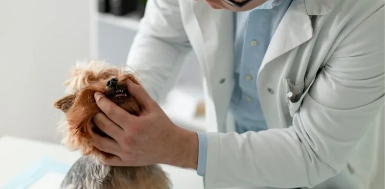A Yorkshire terrier having its teeth checked by a person in a white coat.