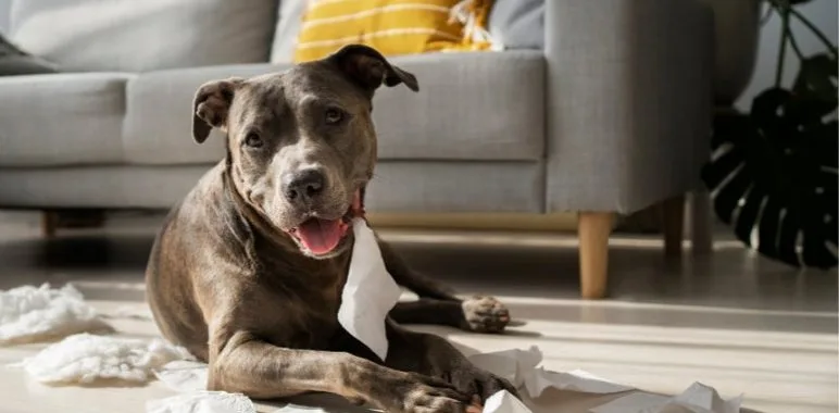 A dog lying on a living room floor beside a sofa.