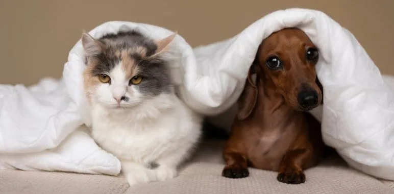 A cat and a dachshund resting side by side under a white blanket.