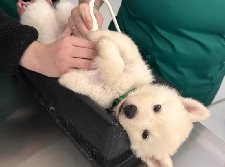 Dog being held at the reception desk of Greenlight Pet ER Plantation