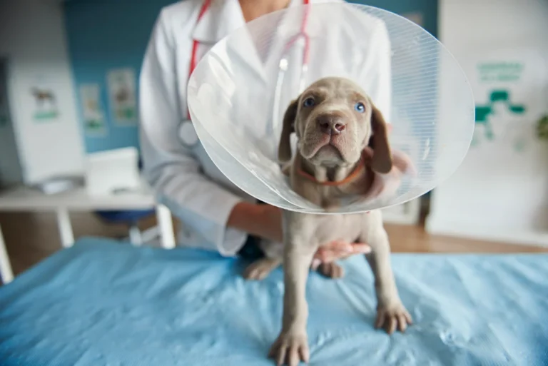 A grey puppy wearing a plastic recovery cone, sitting on an exam table with a veterinarian behind it.