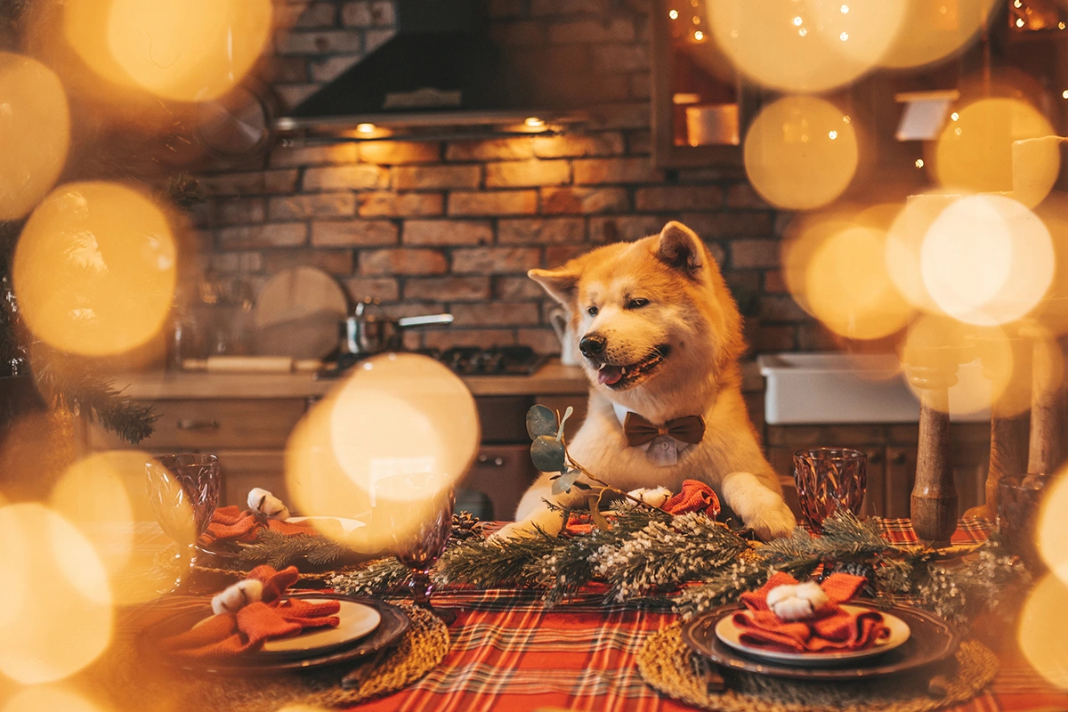 A Shiba Inu wearing a bow tie sitting at a Thanksgiving table lit by warm string lights.