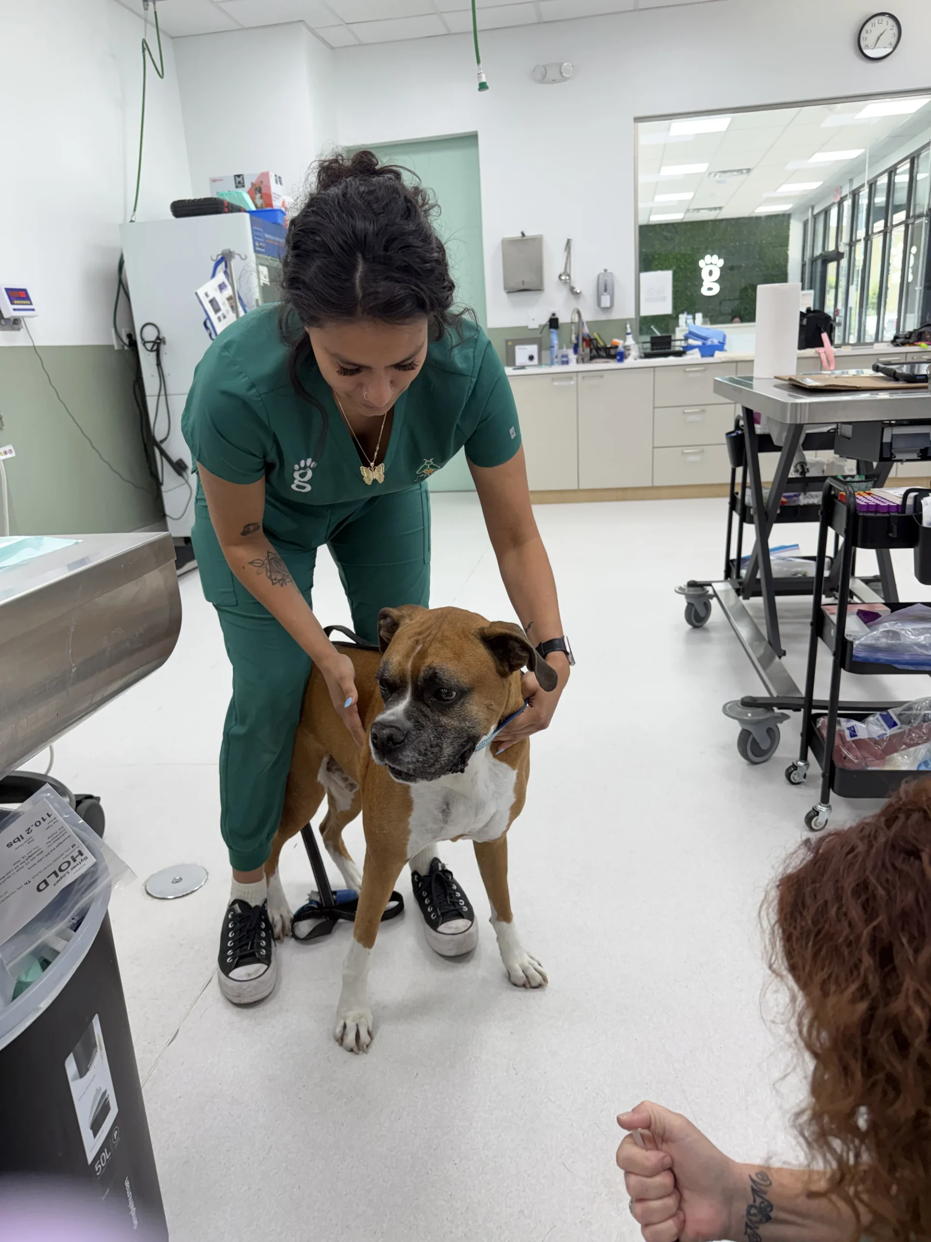Veterinary technician weighing a boxer dog on a hospital scale at Greenlight Pet ER