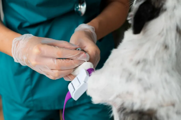 Veterinary team member in gloves treating a dog's front leg